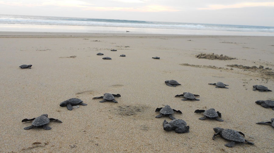 Turtle Watching to do in North Cyprus