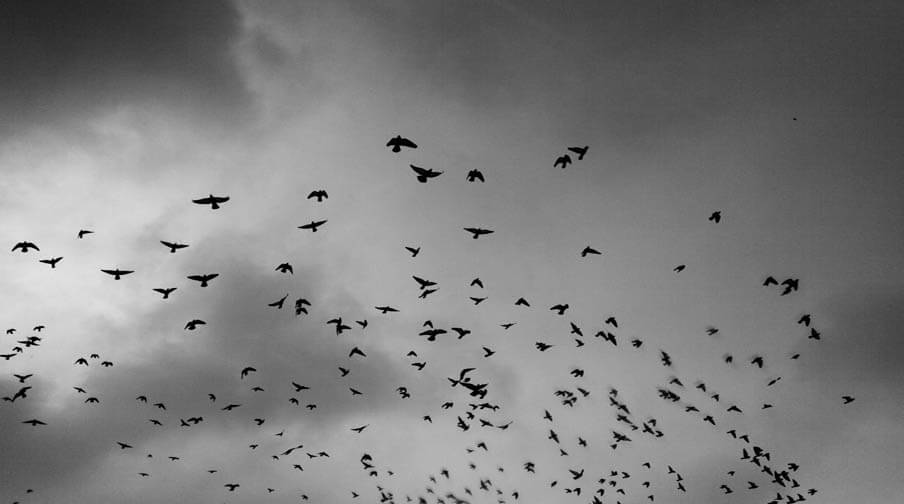 Bird Watching to do in North Cyprus Bird Watching to do in North Cyprus